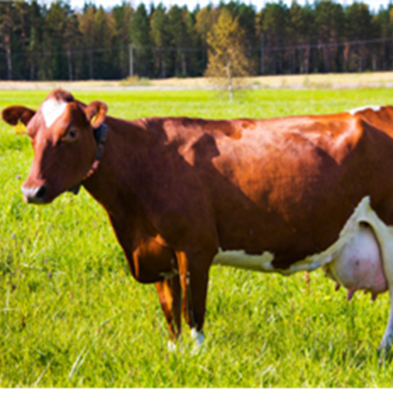 Tue lehmän terveyttä poikimisen yhteydessä!