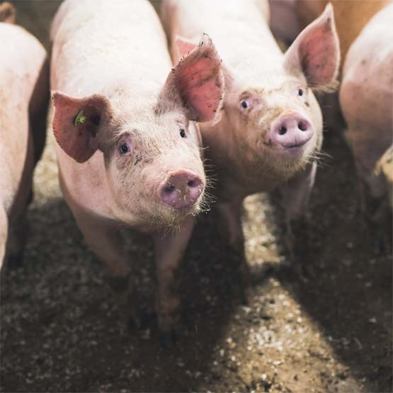 Webbinarium för svinproducenter 26.11.2021